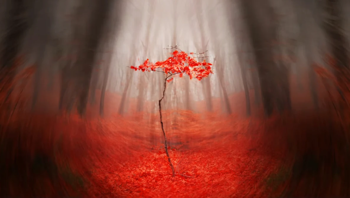 Solitary tree with bright red foliage stands in misty forest with red-tinted ground.