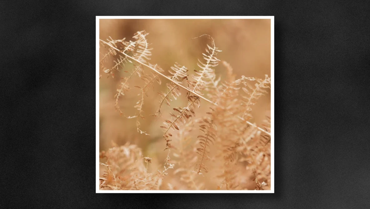 Frost-covered fern fronds backlit by warm golden sunlight creating a soft, ethereal glow.