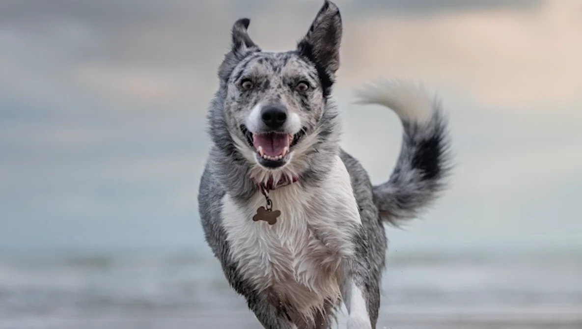 Gray and white dog running toward camera on a beach with a happy expression.