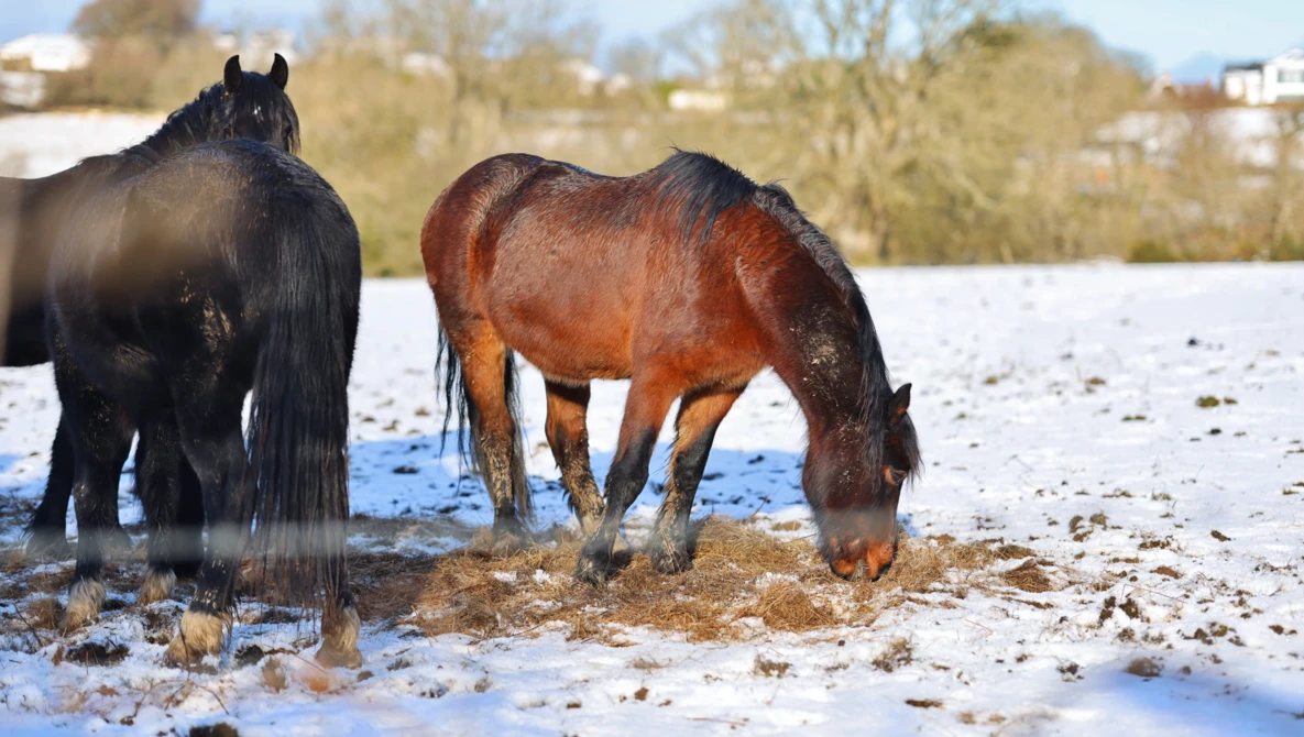 Two horses standing in snowy ground near water, one black and one bay-colored, with trees and buildings visible in background.