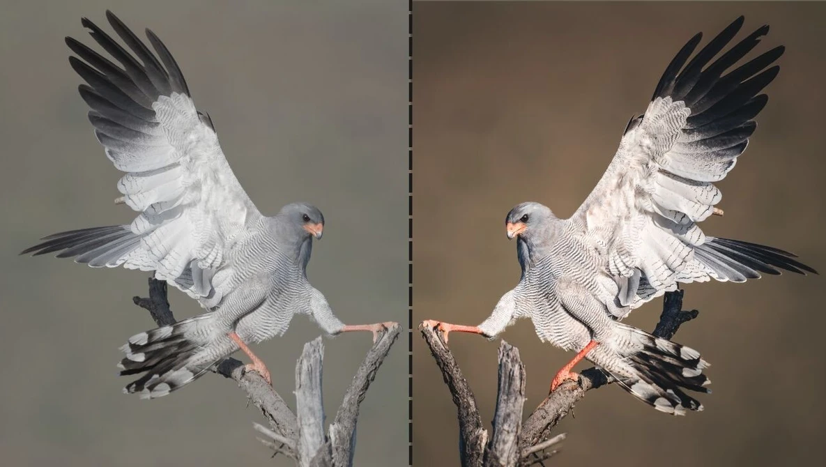 Two white cockatoos with dark wings perched on branches, facing each other with wings raised.