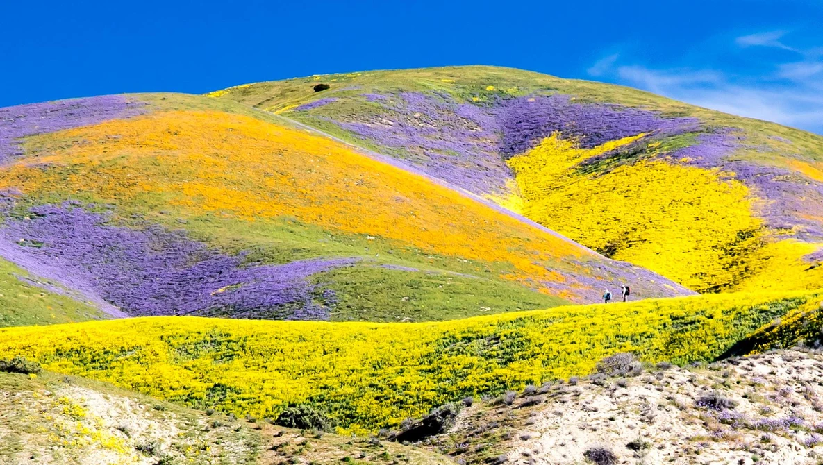 2026 Superblooms: Photograph Without Destroying | Fstoppers