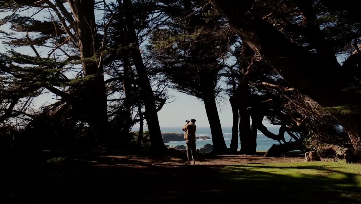 Couple standing beneath windswept trees overlooking a coastal landscape.