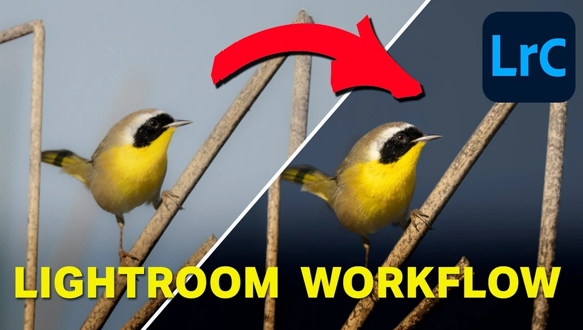 Yellow bird with black eye-stripe perched on branch, shown before and after Lightroom editing with red arrow indicating the workflow.