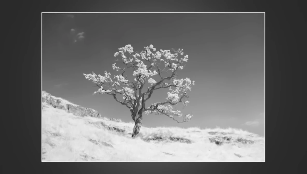 Solitary gnarled tree with sparse foliage on desert hillside in black and white