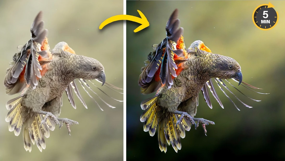 Side-by-side comparison of eagle in flight showing color grading differences