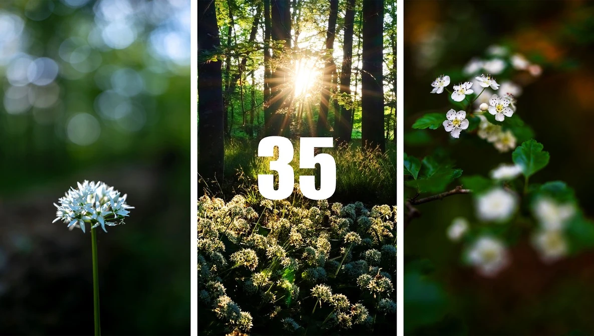 Triptych of nature photography featuring white flowers and forest sunlight with number 35