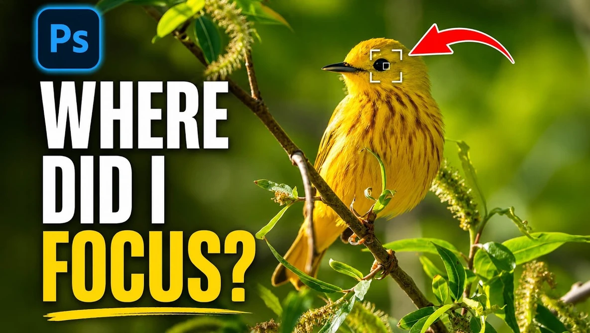 Screenshot of Photoshop tutorial showing yellow warbler perched on branch with focus point indicator