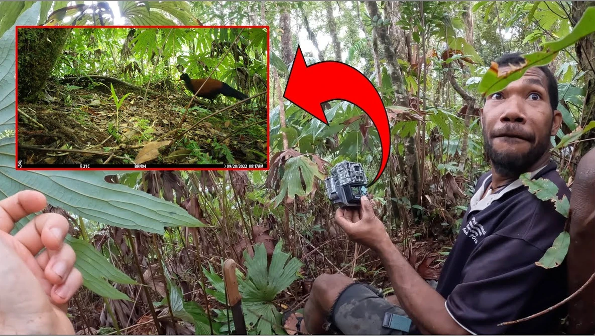 Wildlife photographer in dense jungle forest demonstrates camera technique while documenting animal in natural habitat