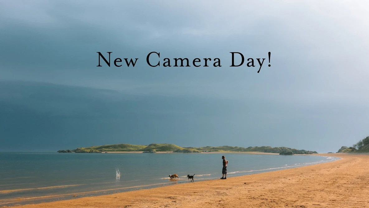 Person with dogs on sandy beach with calm water and distant island under overcast sky