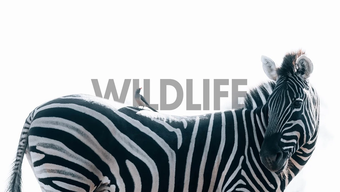 Zebra standing in profile with head turned toward camera, displaying distinctive black and white stripe pattern