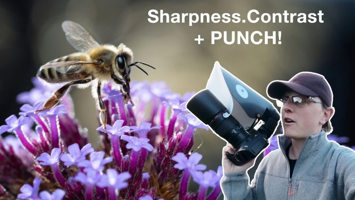 Honey bee on purple flowers with photographer holding telephoto lens