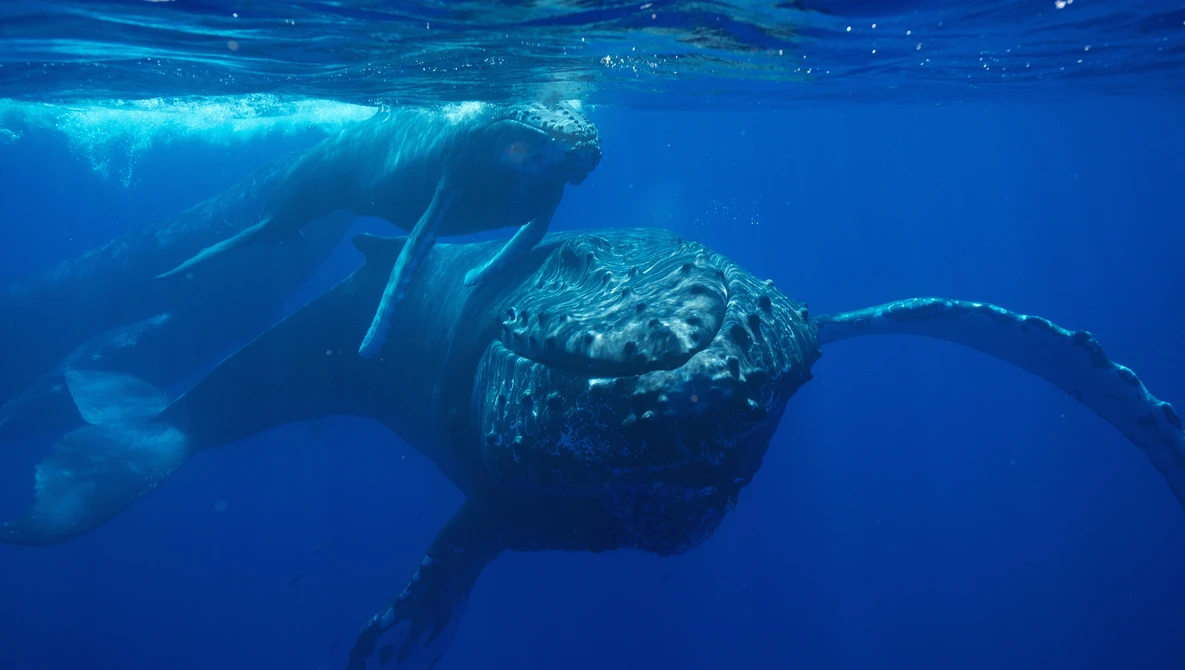 Humpback whales swimming underwater in deep blue ocean water