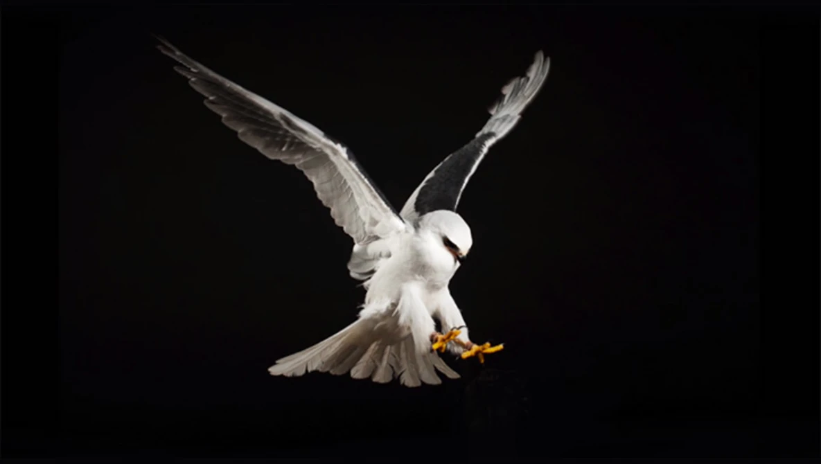 Watch Behind the Scene:  Cascades Raptor Center on Vimeo.