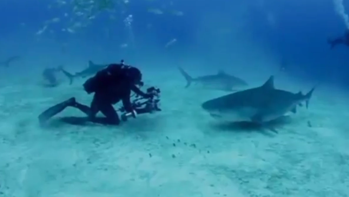 Watch Tiger shark steals camera equipment on YouTube.