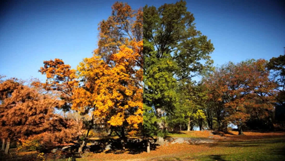 Watch Fall on Vimeo.