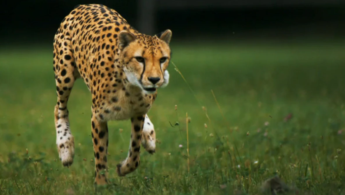 Watch Cheetahs on the Edge--Director's Cut on Vimeo.