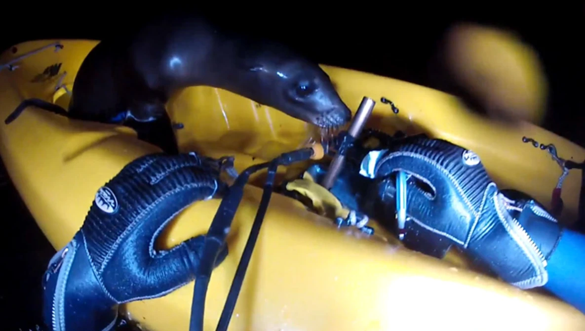 Watch Sea Lion Pup Takes Kayak Ride on YouTube.