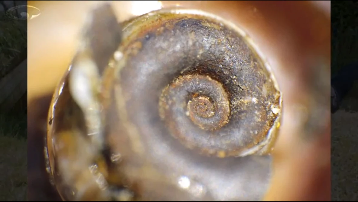 Watch Macro Reversing Ring on YouTube.