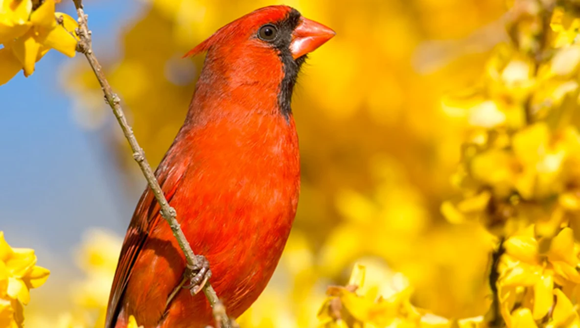 Watch Photograph Birds with any Camera using a Blind & Bird Calls on YouTube.