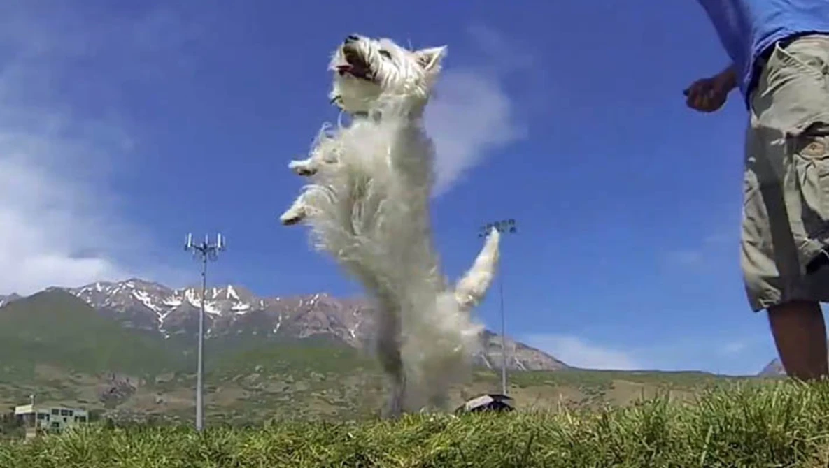 Watch Matrix Puppies! 52 GoPro Cameras With Orapup! | DEVINSUPERTRAMP on YouTube.