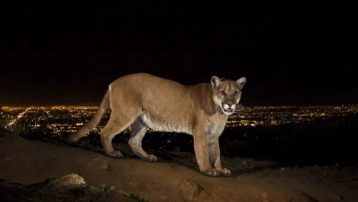Watch How National Geographic photographer captures images of Griffith Park mountain lion on YouTube.