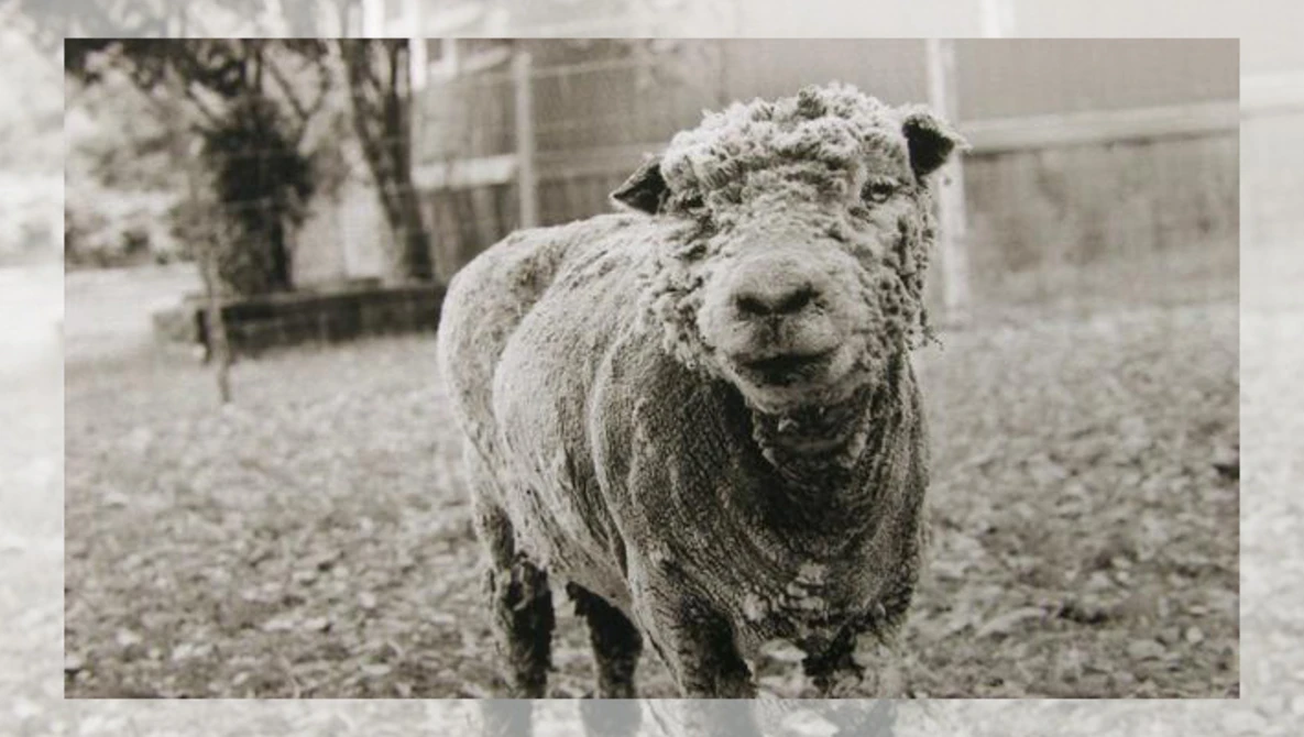 Watch Elderly Animals: Photographs by Isa Leshko on Vimeo.