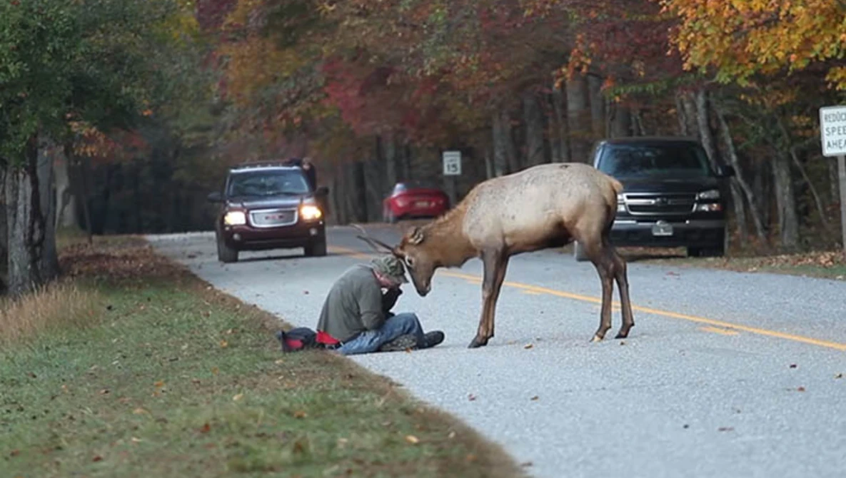 Watch Elk vs. Photographer | Great Smoky Mountains National Park on YouTube.