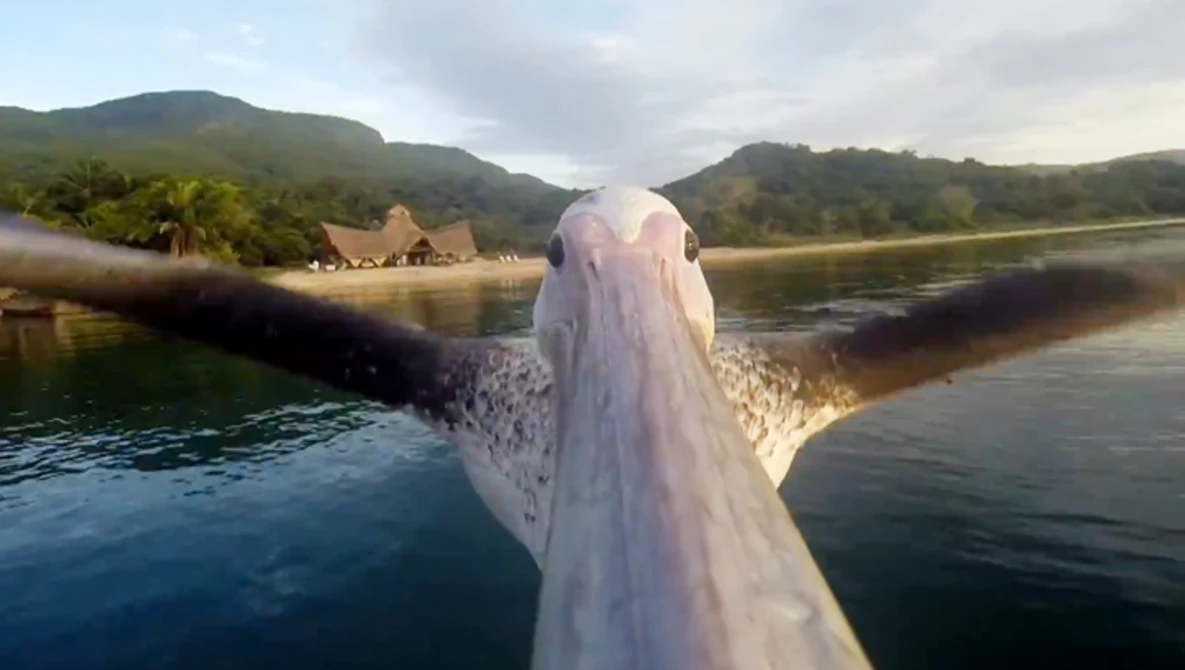 Watch GoPro: Pelican Learns To Fly on YouTube.