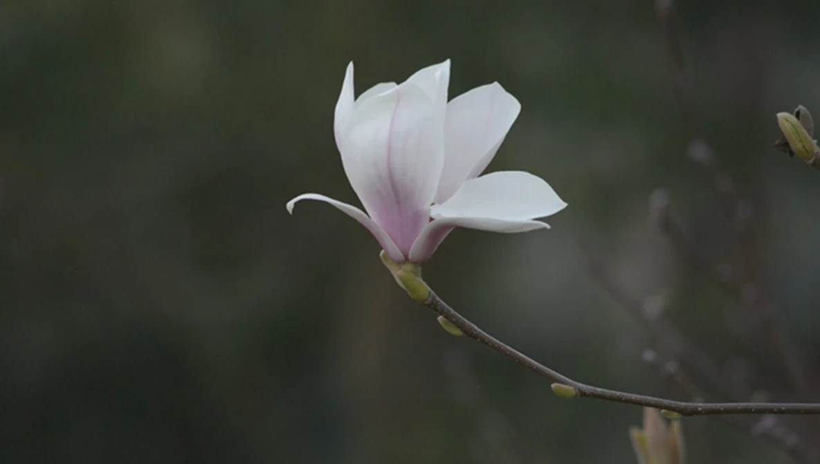 Watch Nikon D800 54 Mbit / Native file on Vimeo.