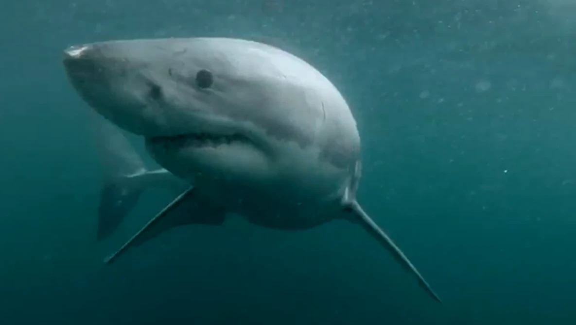 Watch GoPro: Man Fights Off Great White Shark In Sydney Harbour on YouTube.