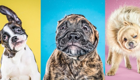 Prepare For an Onslaught of Cute: Carli Davidson's "Shake" Series is Back... with Puppies!