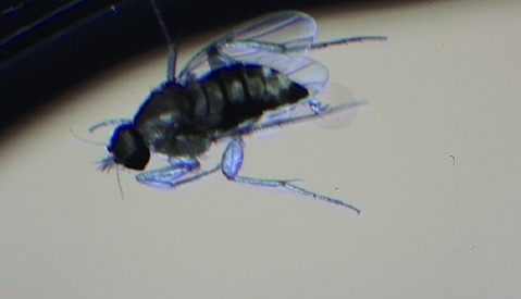 LensRentals Crew Finds Fly Inside of Weather Sealed Lens
