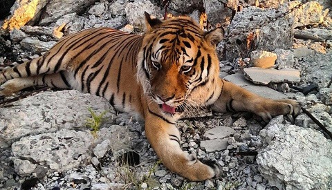 More Insight Into The "Escaped" Tiger Incident At Detroit's Packard Plant