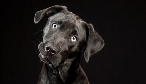 These Black Dogs Will Make Your Eyes Light Up With Glee
