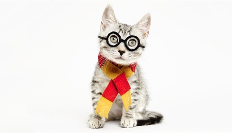 Donald Trump as a Cat: Stylist and Photographer Team up for Adorable Halloween Series for Adoption Awareness