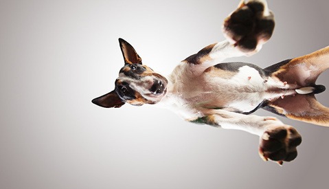Adorable Photo Series Lets You Look 'Up' to Shelter Dogs