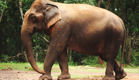 How Drones Are Being Used to Help Stop Poaching