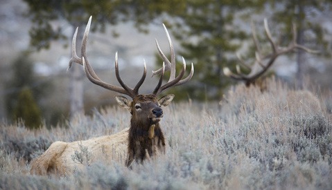 Elk Charges Photographer at Yellowstone National Park