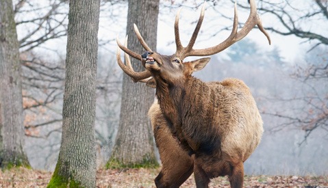 10 Reasons Why Wildlife Photographers Are Crazy