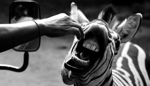 The Finalists for the 2016 Comedy Wildlife Photo Awards Are Here