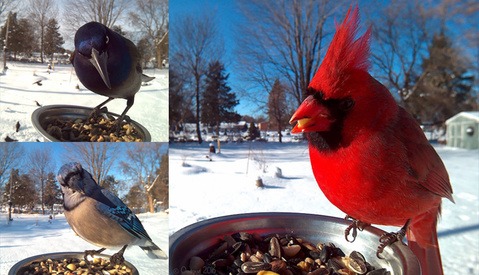 Bird Photography Technology Makes Great Images Possible