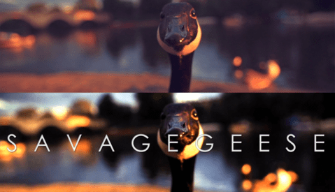 Copyright Catastrophe: Philip Bloom Finds His Footage in Opening Title Sequence