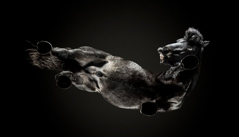 Photographing Horses From Ten Feet Underground: Fstoppers Interviews Andrius Burba