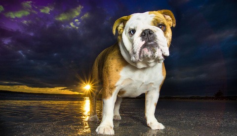 english bulldog standing on beach at sunset english bulldog standing on beach at sunset