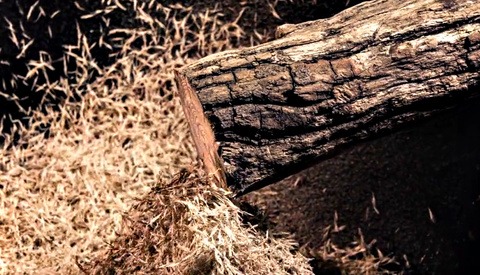 'WoodSwimmer' - A Stop Motion Film Made From Cutting Away Thin Slices of Wood