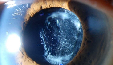 A Very Rare Genre: Medical Photography
