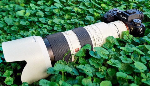 A Trip to the Woods: Wildlife and Bird Photography With the Sony a9 Mirrorless Camera