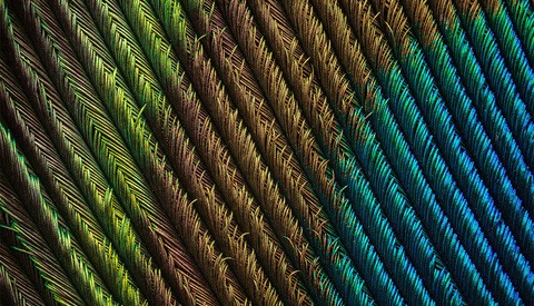 A Closer Look at a Super-Macro Project: Peacock Feather