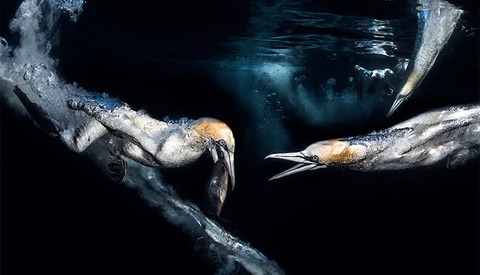 The Stunning Images From an Underwater Photography Competition